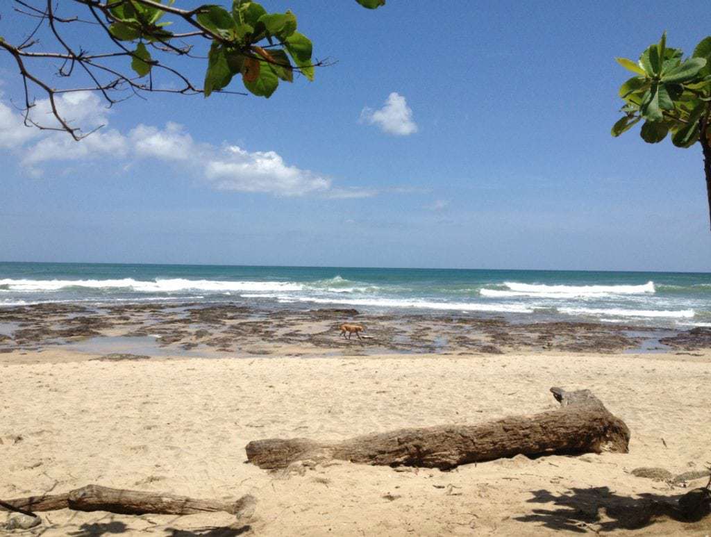 View of beach, tidepools, and waves framed by tree branches costa rica.