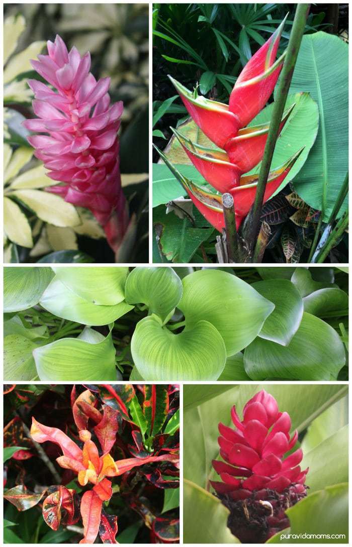Costa Rican Native Flowers
