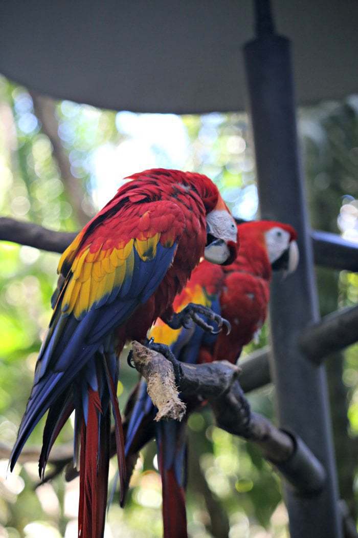 San Jose Costa Rica is the perfect home base for day trips! Our top 25 picks all within a 90-minute drive of the city center. #costarica #familytravel #traveltips #sanjose #daytrip #travel #costarica #puravidamoms