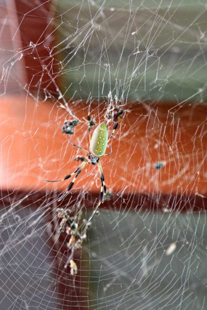 Golden Orb spider in web.