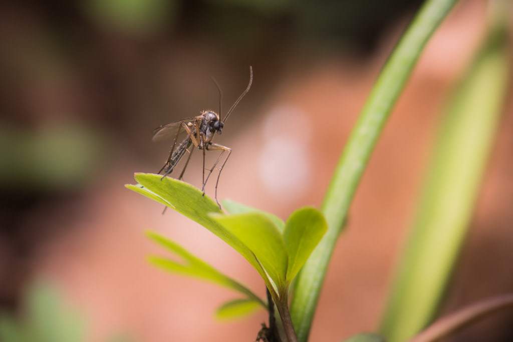 costa rican forest mosquito close up.