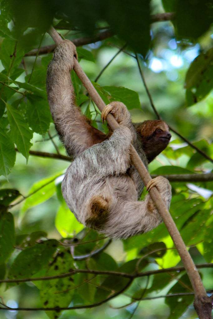 costa rican sloth hanging upside down from tree branch.