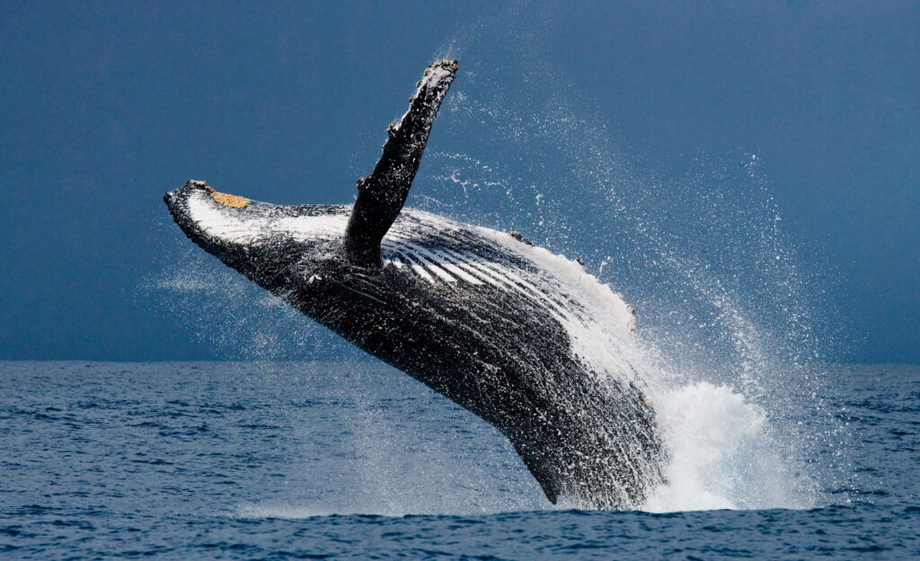 whale watching costa rica