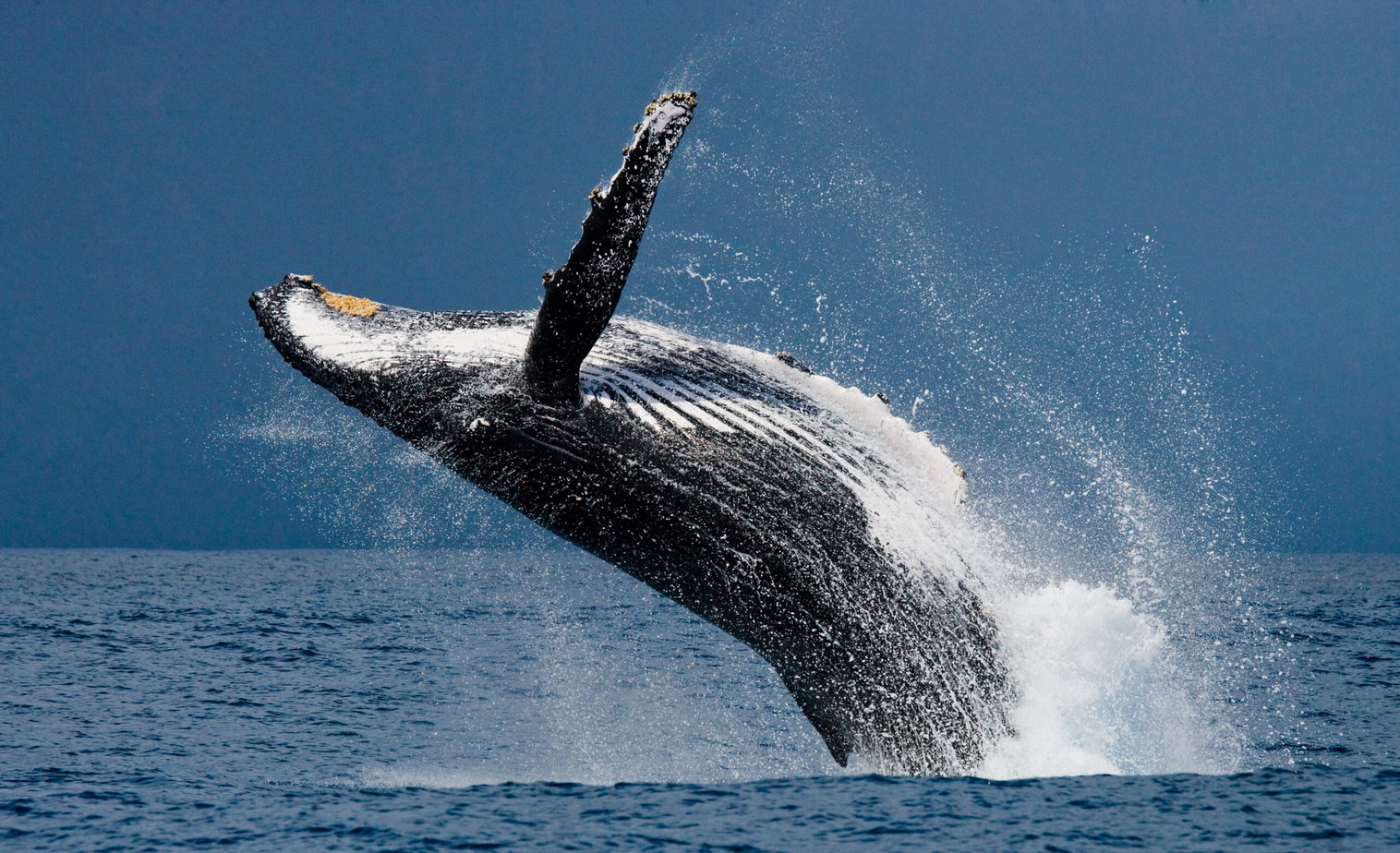 whale watching costa rica