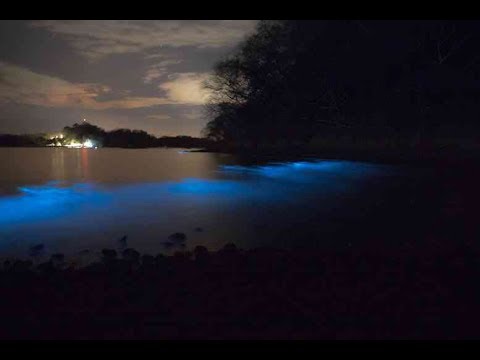 Video Thumbnail: Bioluminescent kayak tour, Bahia Rica, Costa Rica