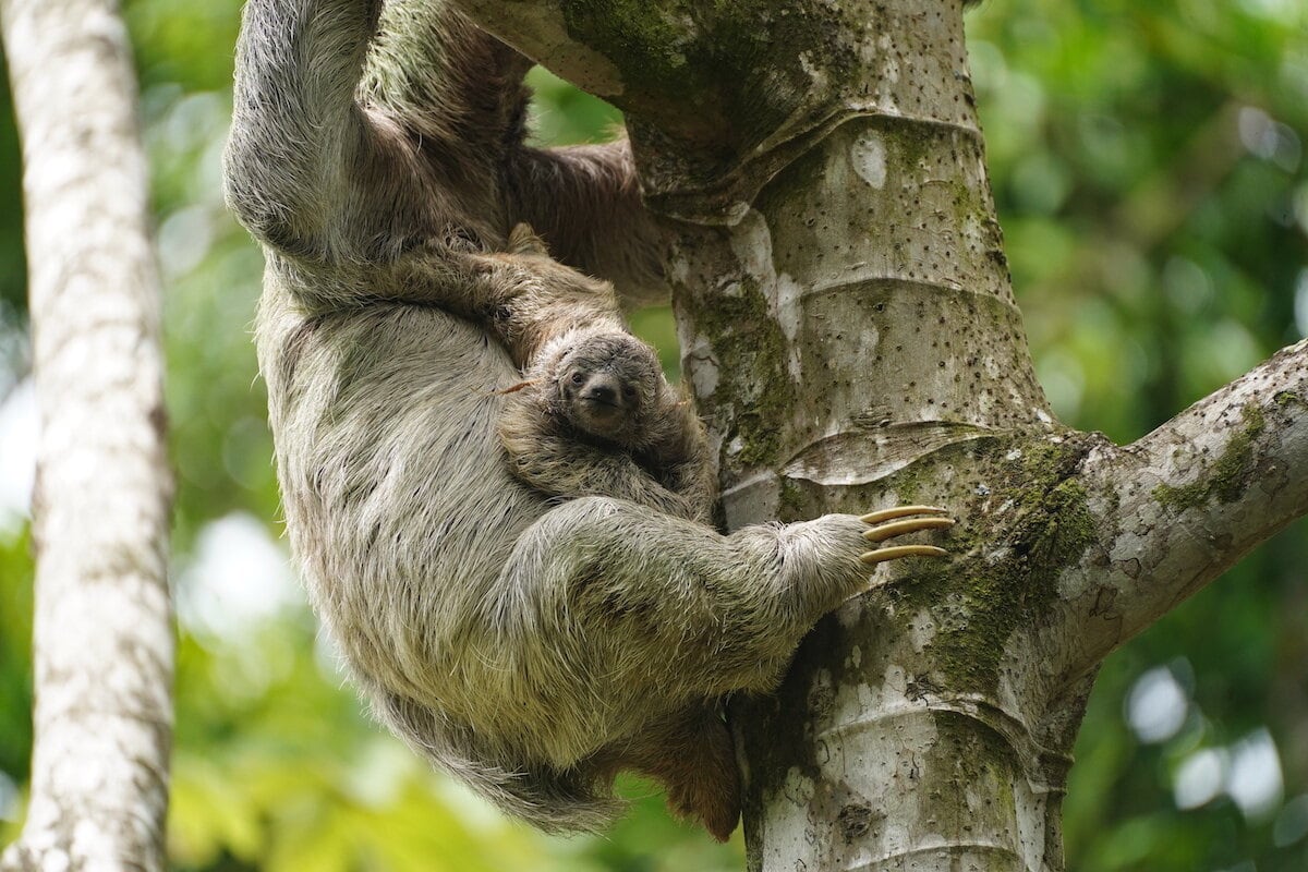 Sloth Photo Paddle 9
