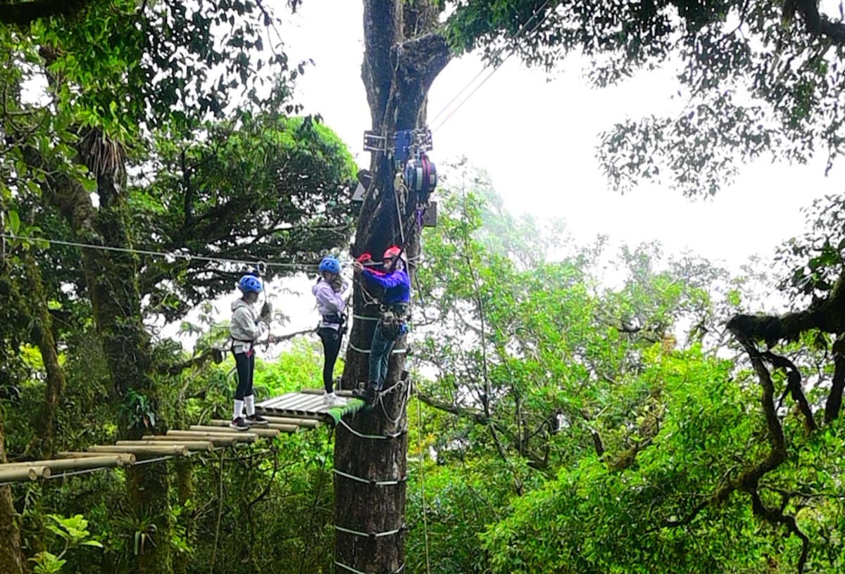Treetopia Course