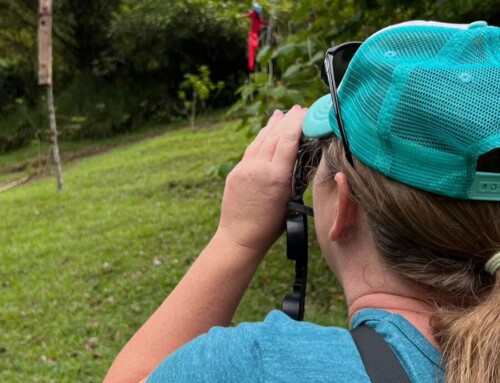 WhatsApp in Costa Rica: How to Use It for Travel