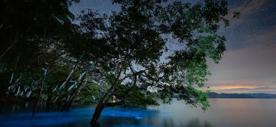 bioluminescence-bay-costa-rica